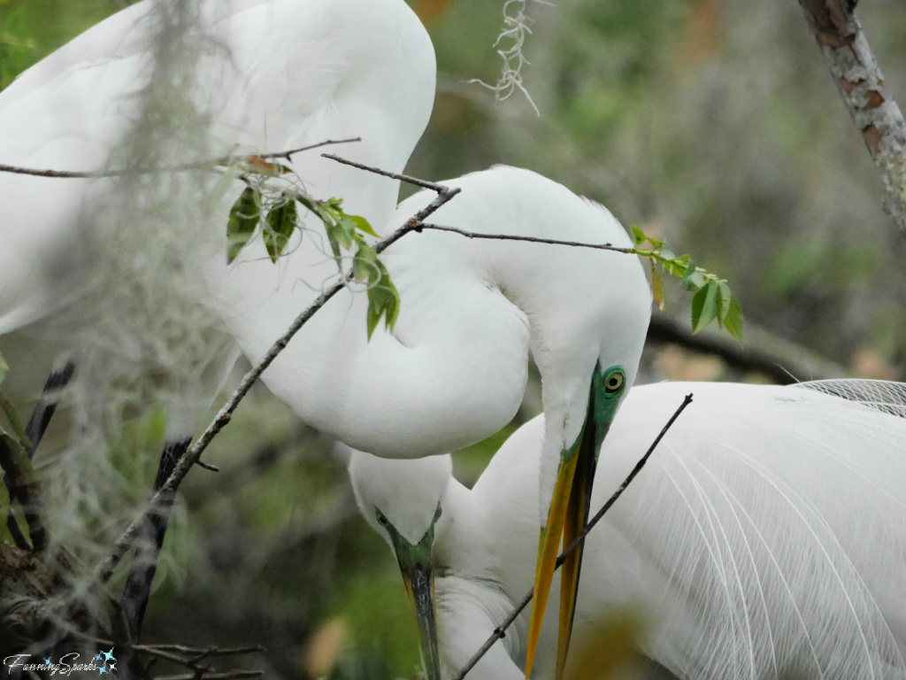 Great Egrets (Ardea alba) Nesting in Winter Park Florida   @FanningSparks