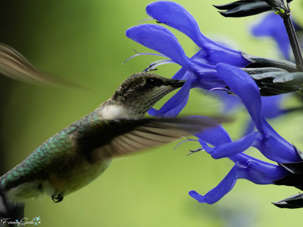 Ruby-throated Hummingbird (Archilochus colubris) in Black and Blue Salvia   @FanningSparks