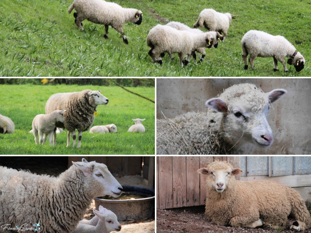 Sheep and Lambs as Inspiration for Design @FanningSparks