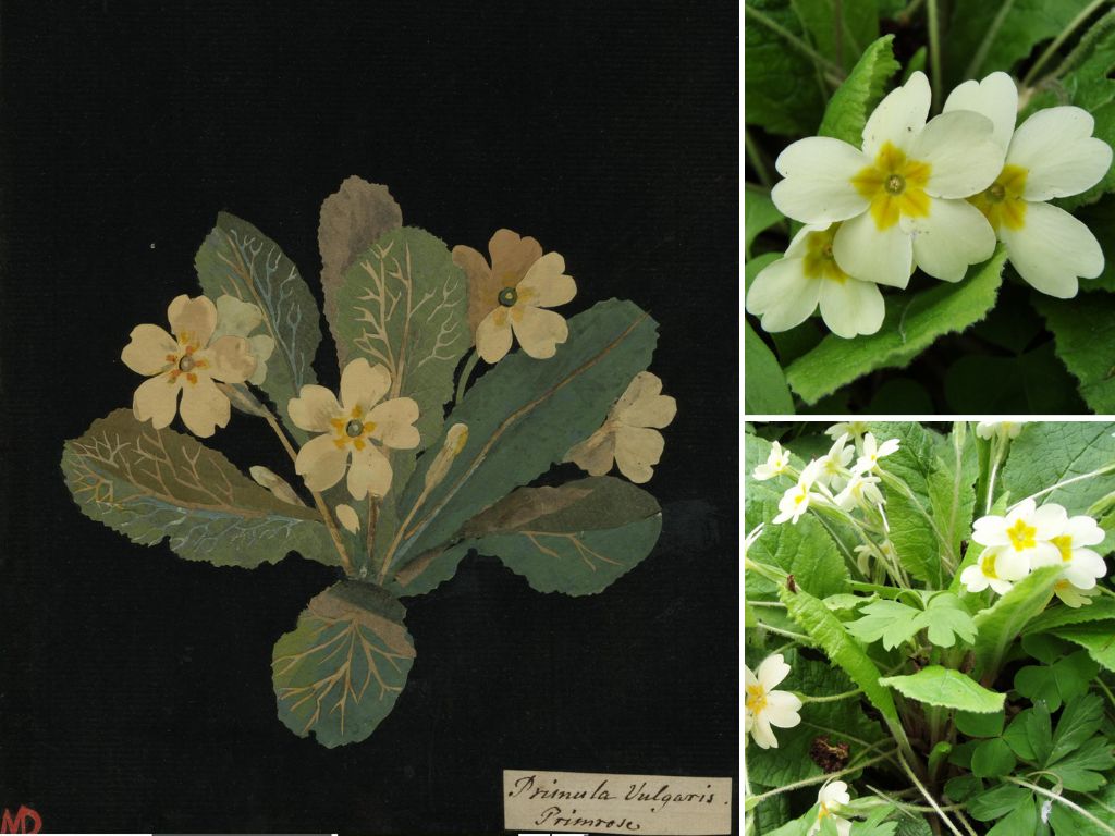 Primula Vulgaris Acaulis by Mary Delany with Primroses  @FanningSparks