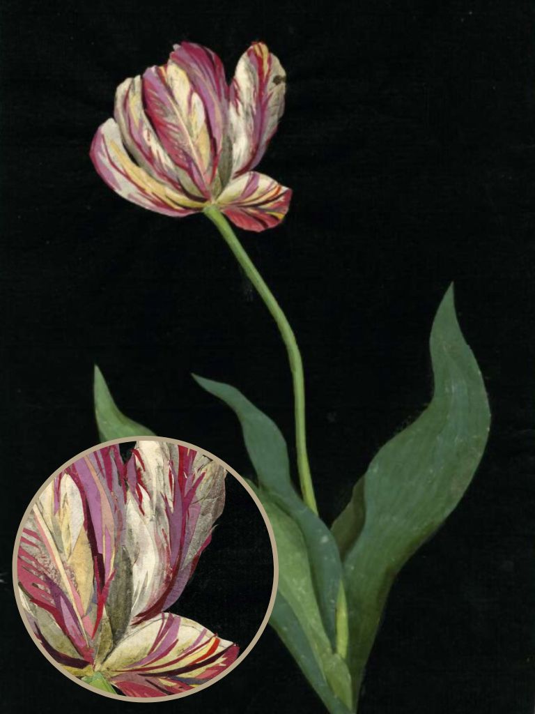 Tulipa Sylvestris by Mary Delany  @FanningSparks