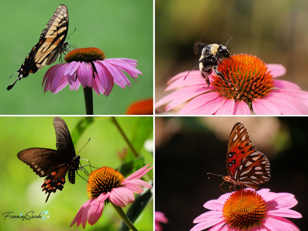 Butterflies and Bee on Purple Coneflowers   @FanningSparks