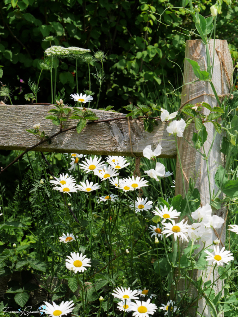 Clump of Daisies Around Wooden Fence Post   @FanningSparks