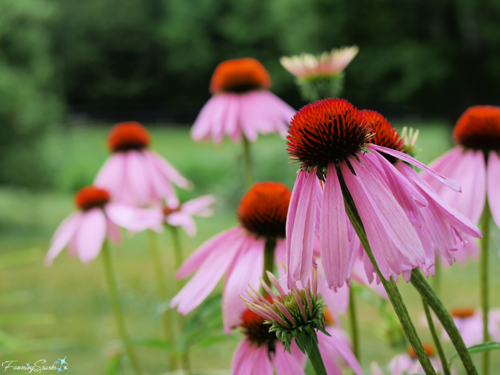 Cluster of Purple Coneflowers in Full Bloom   @FanningSparks