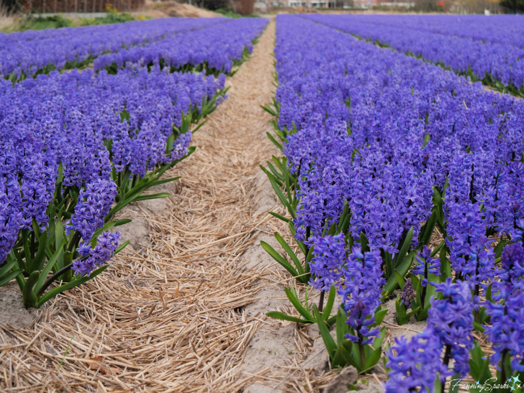 Fields of Blooming Blue Hyacinths   @FanningSparks