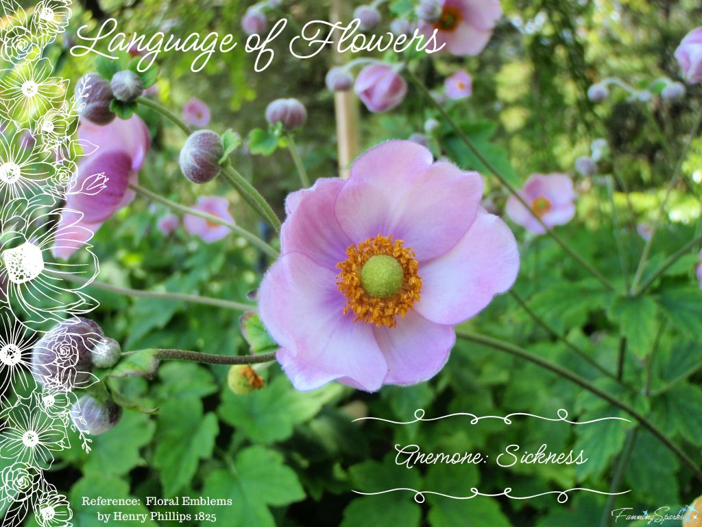 Language of Flowers – Anemone   @FanningSparks