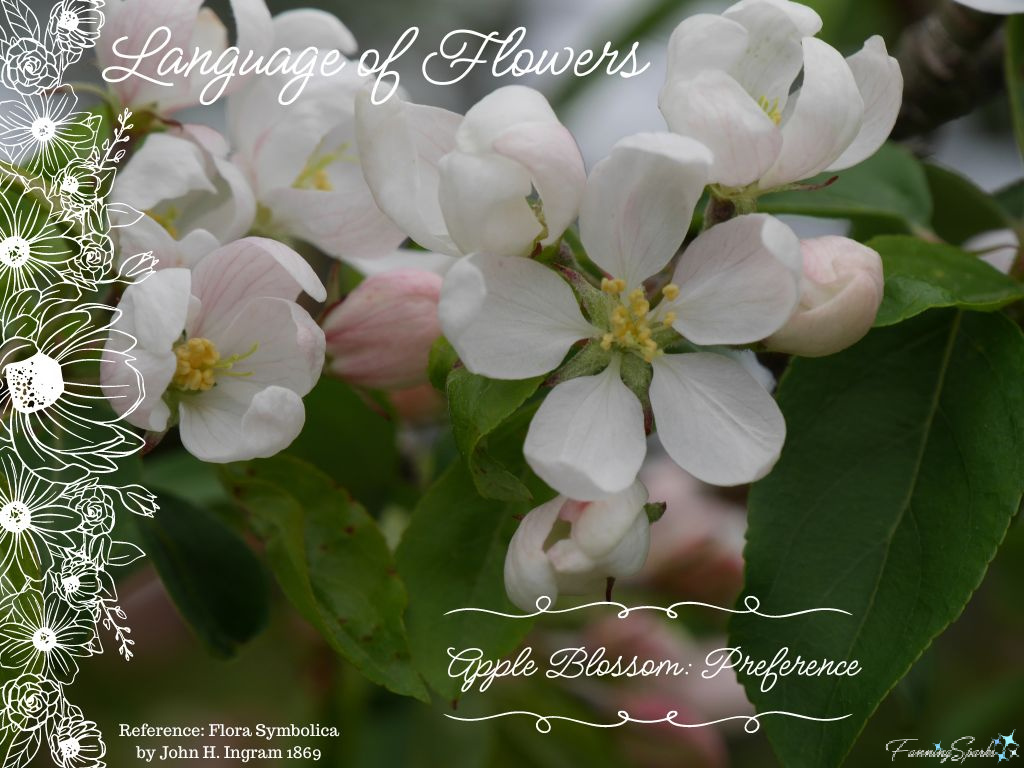 Language of Flowers – Apple Blossom   @FanningSparks