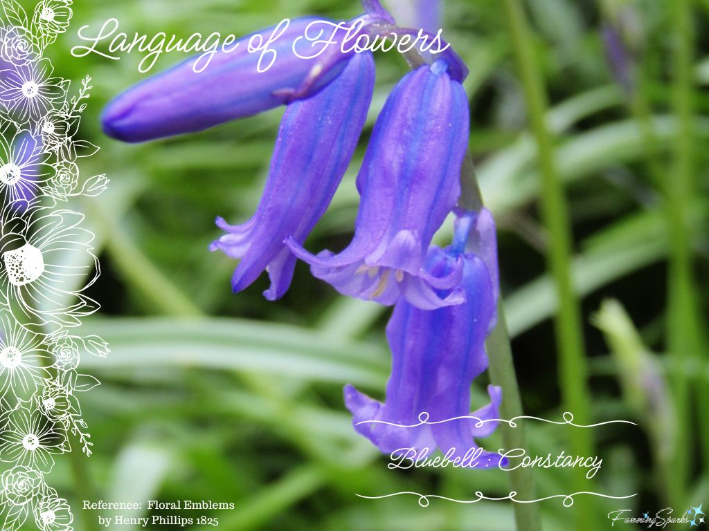 Language of Flowers – Bluebell   @FanningSparks