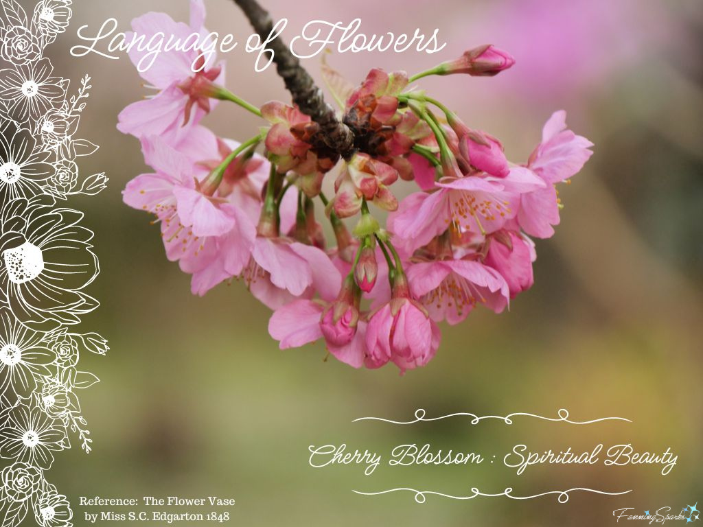 Language of Flowers – Cherry Blossom   @FanningSparks