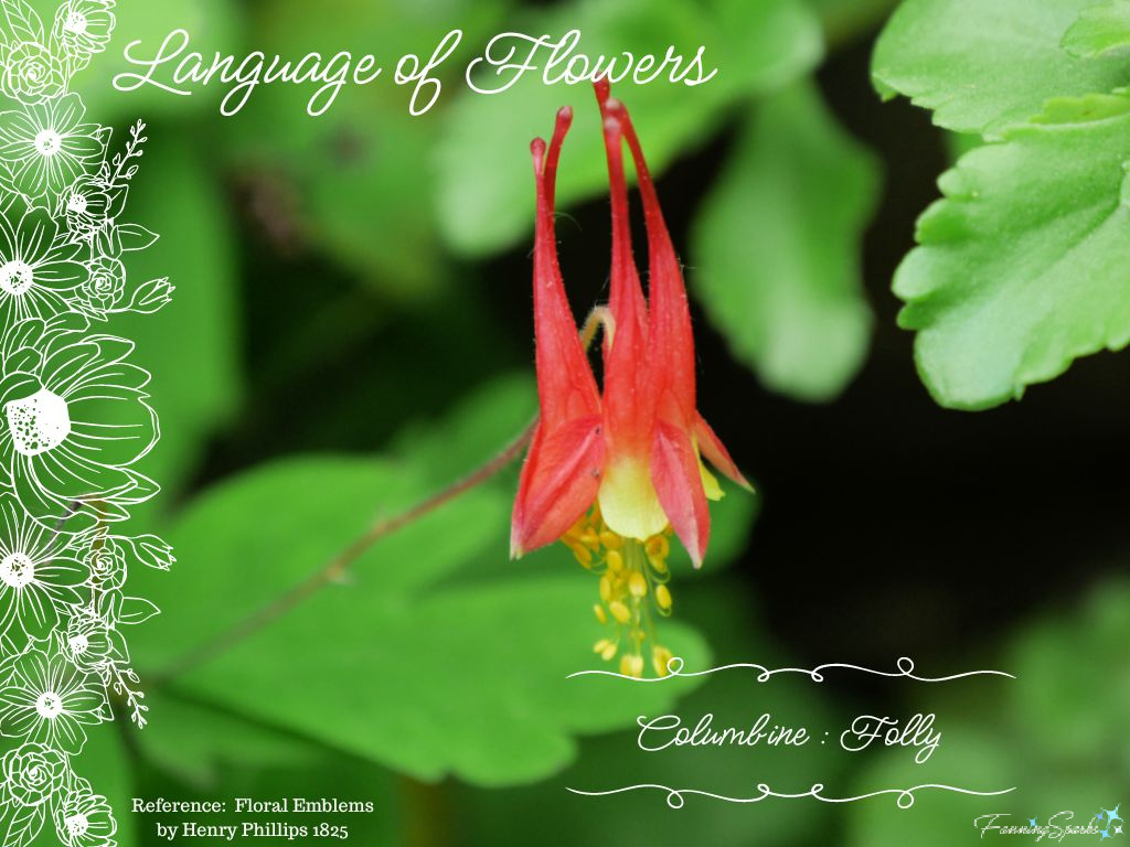 Language of Flowers – Columbine   @FanningSparks