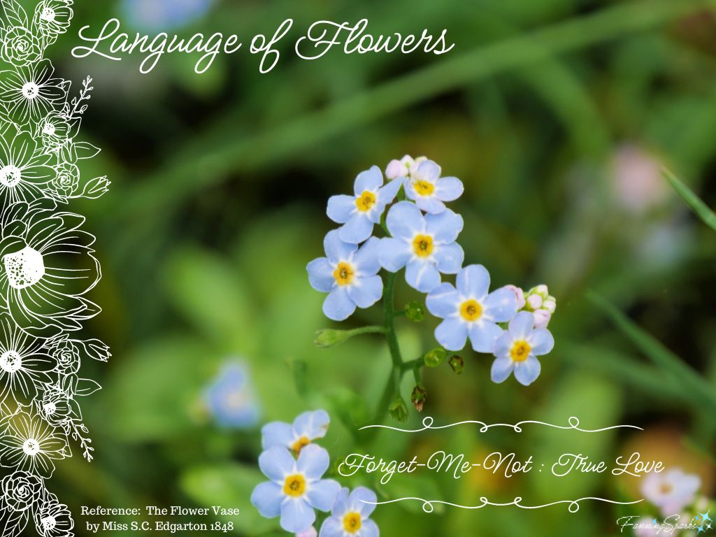 Language of Flowers – Forget-Me-Not   @FanningSparks