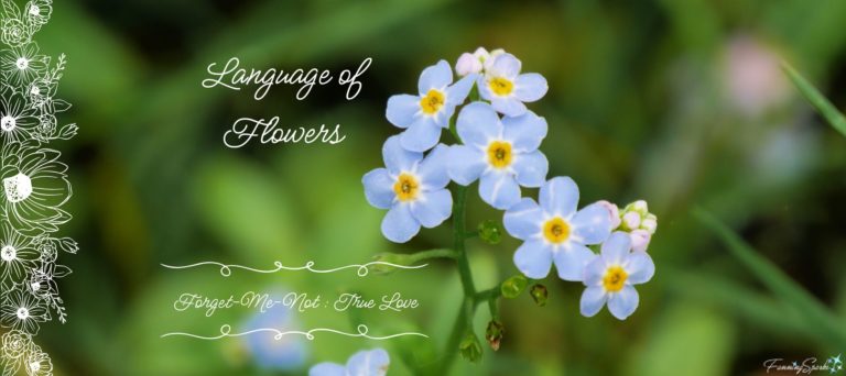 Language of Flowers – Forget-Me-Not @FanningSparks