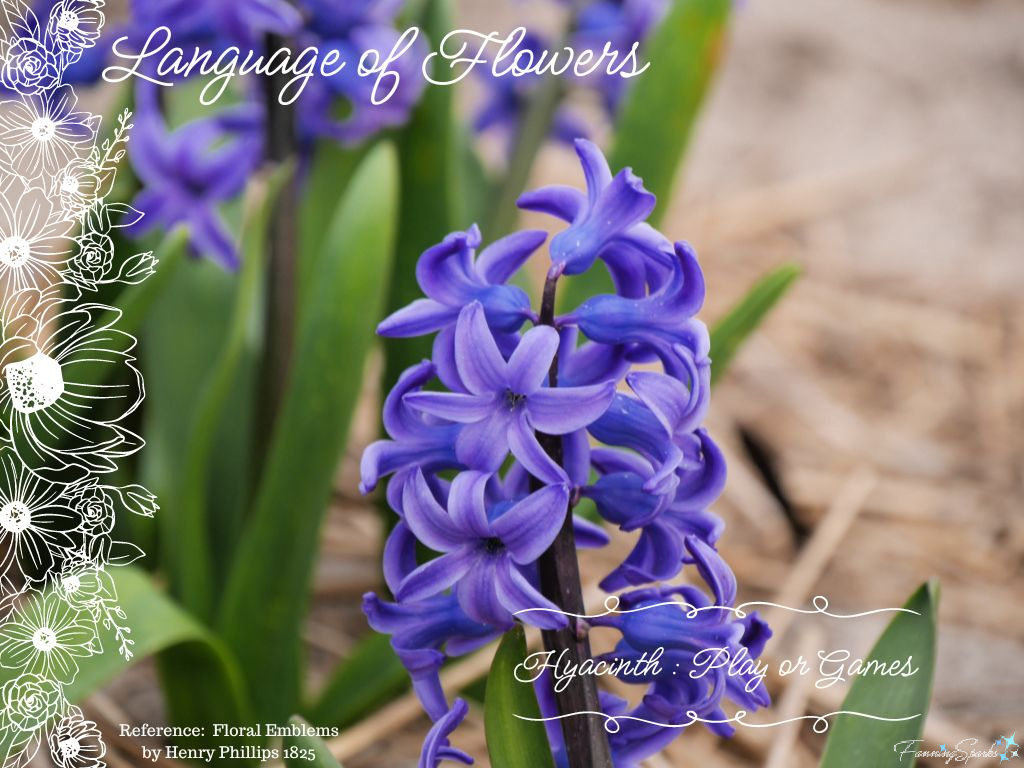 Language of Flowers – Hyacinth   @FanningSparks