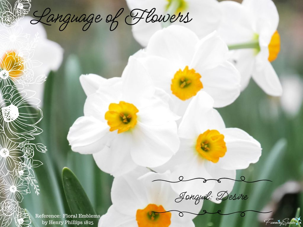 Language of Flowers – Jonquil   @FanningSparks