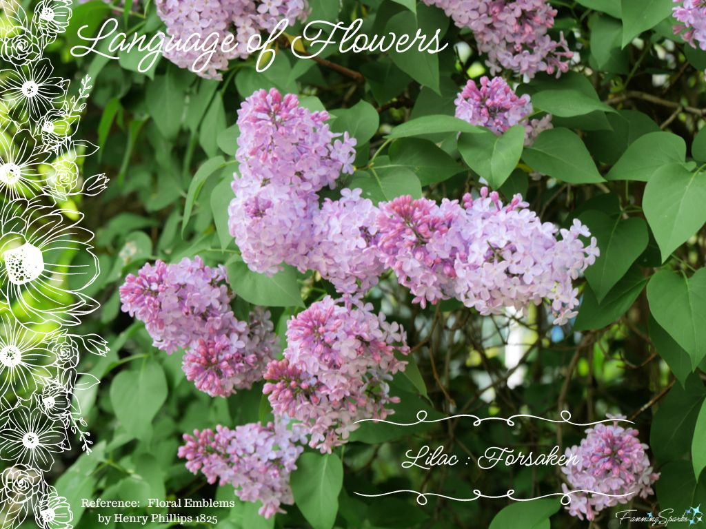 Language of Flowers – Lilac   @FanningSparks