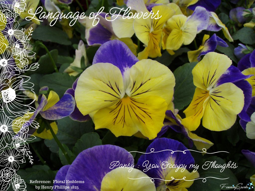 Language of Flowers – Pansy   @FanningSparks