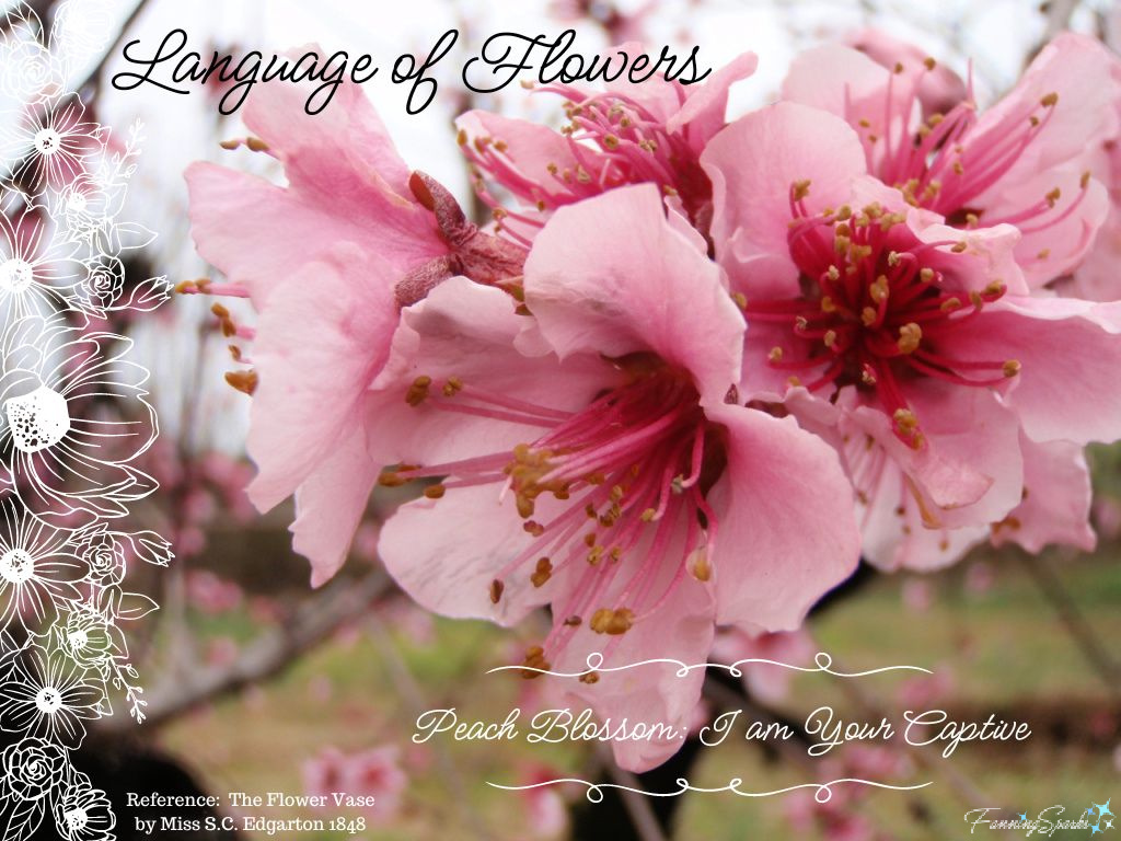 Language of Flowers – Peach Blossom   @FanningSparks