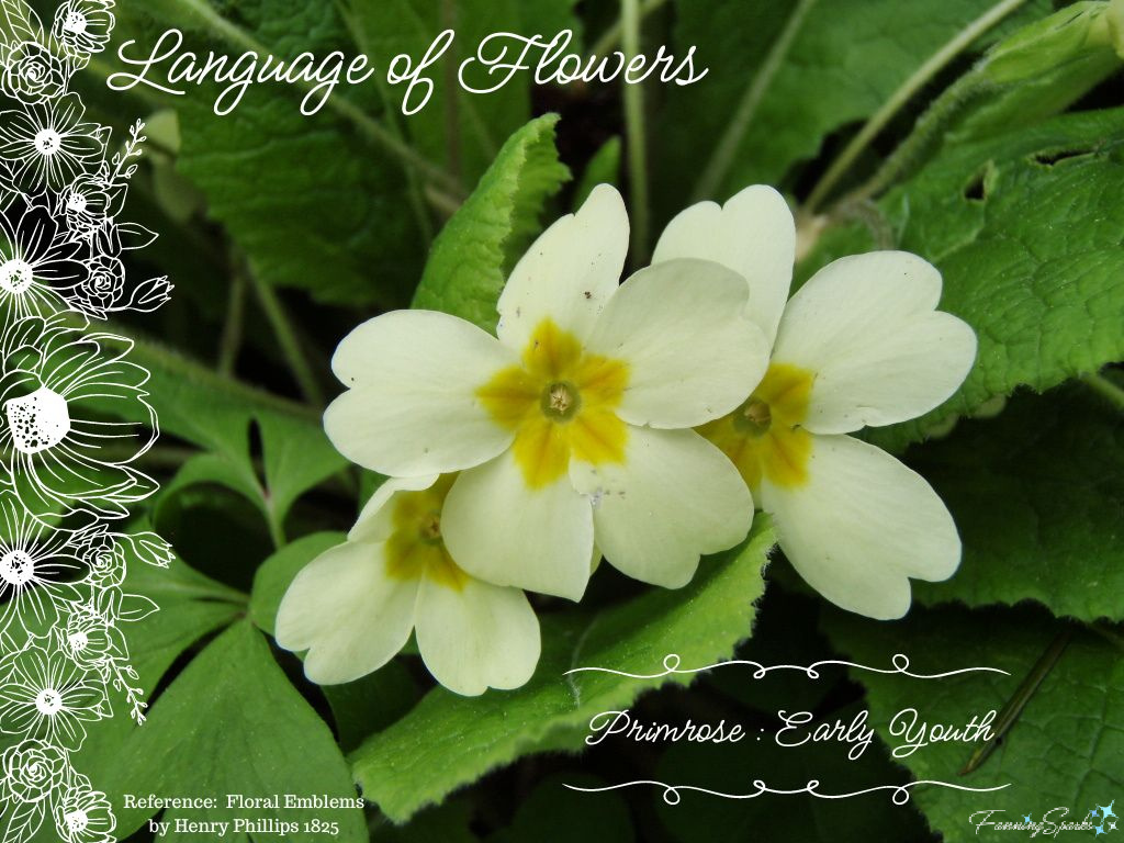 Language of Flowers – Primrose   @FanningSparks