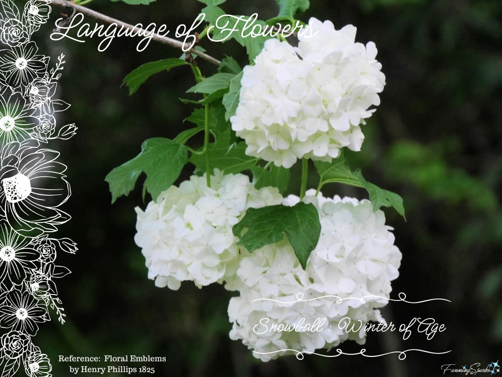 Language of Flowers – Snowball   @FanningSparks