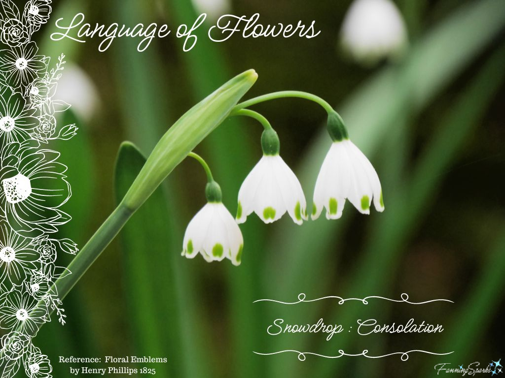 Language of Flowers – Snowdrop   @FanningSparks