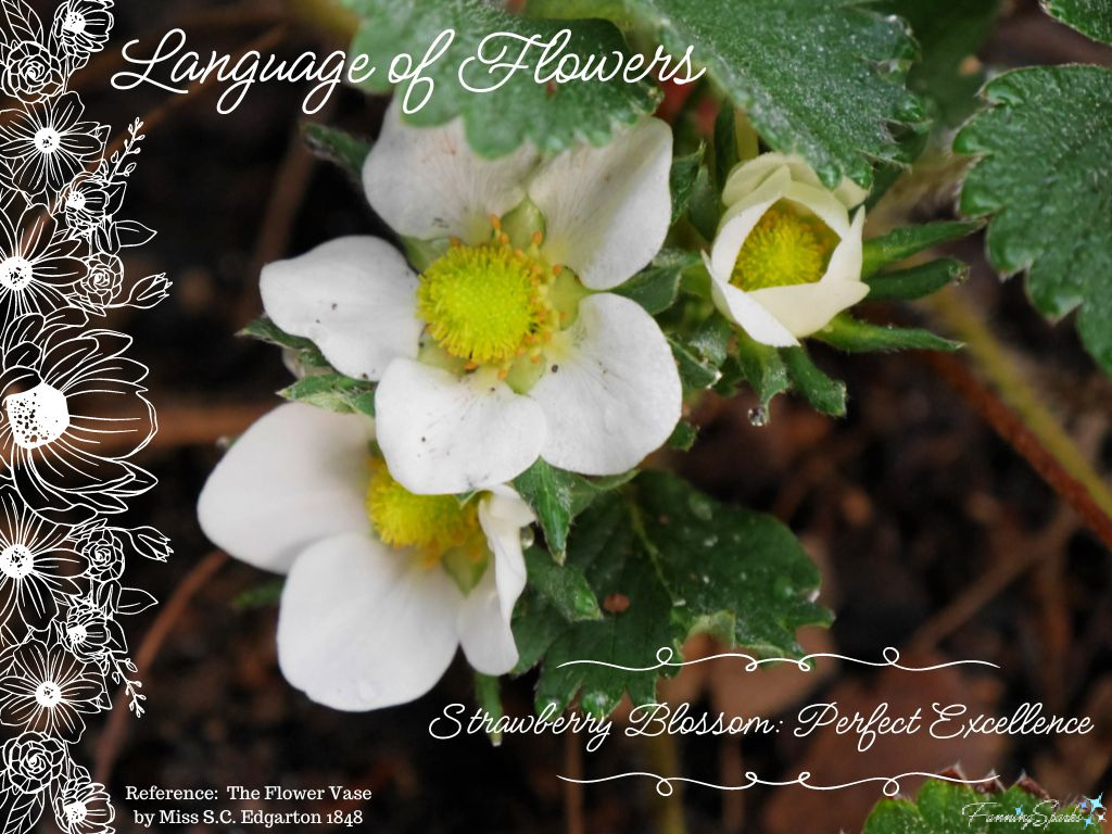 Language of Flowers – Strawberry Blossom   @FanningSparks