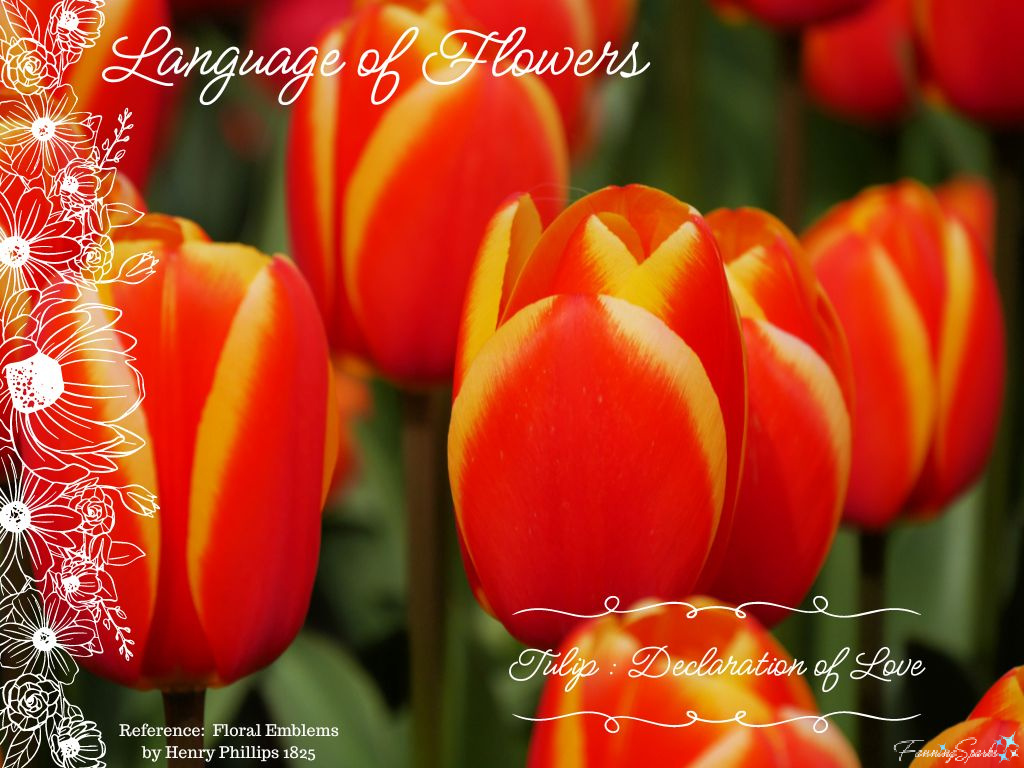 Language of Flowers – Tulip   @FanningSparks