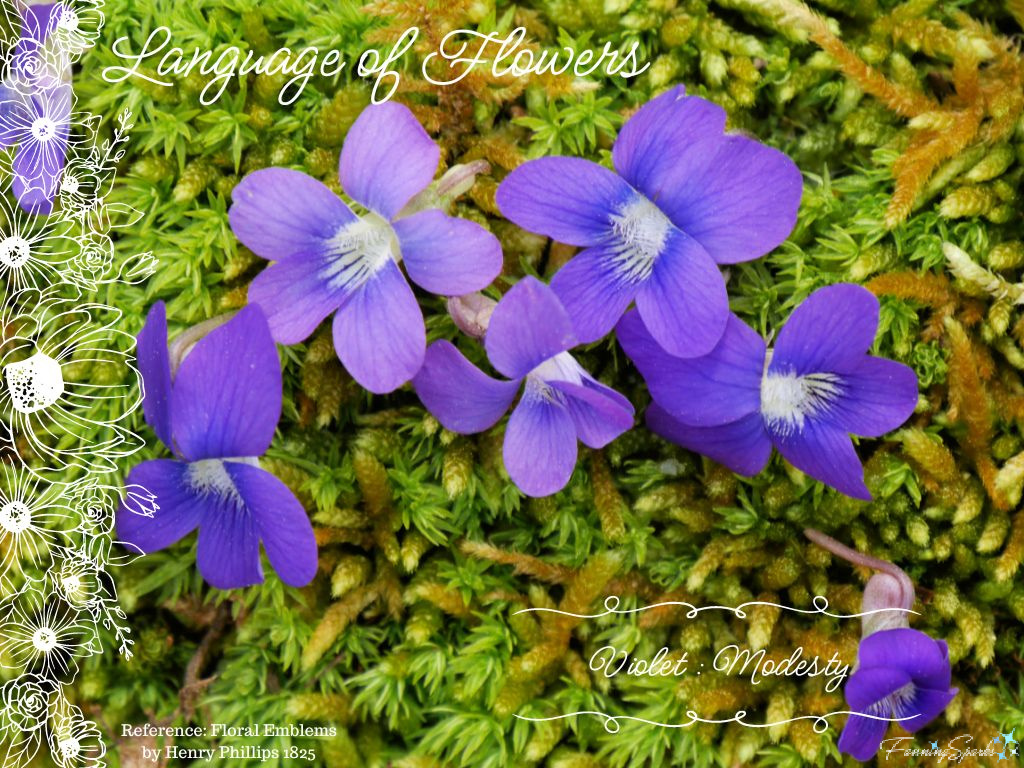 Language of Flowers – Violet   @FanningSparks