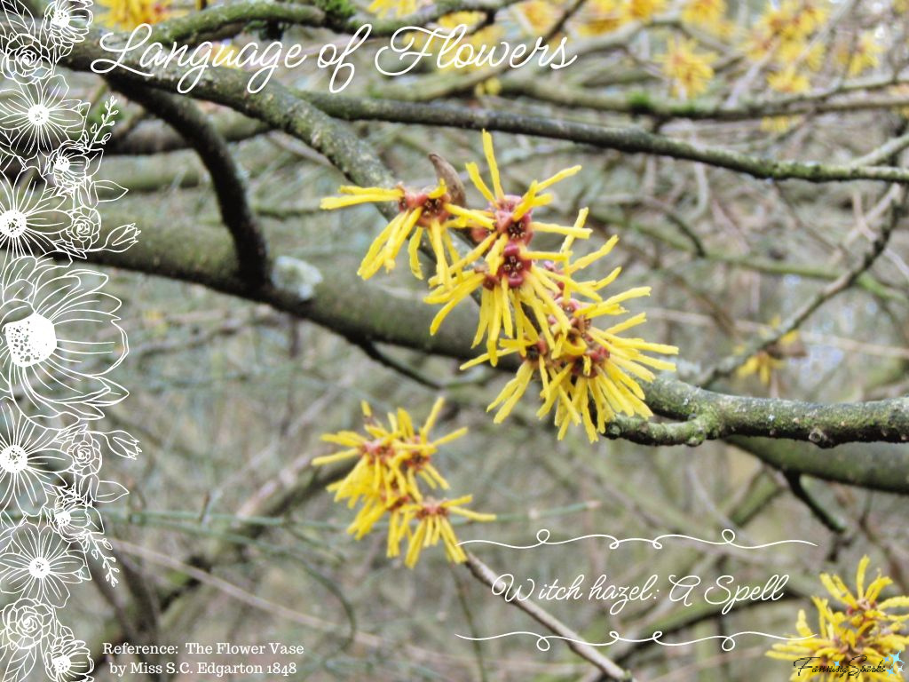 Language of Flowers – Witch Hazel   @FanningSparks