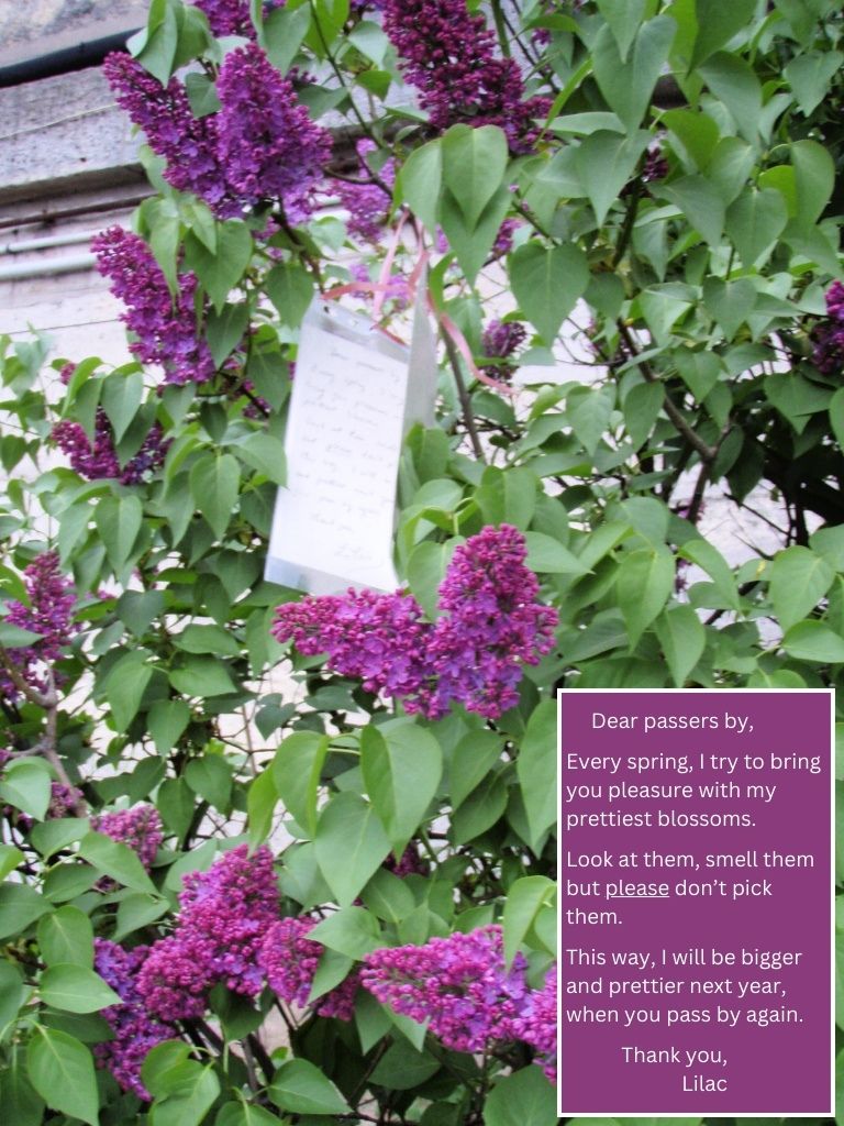 Lilacs in Paris with Note to Passers By   @FanningSparks