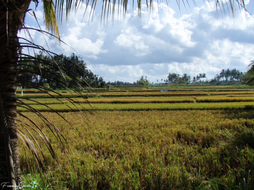 Rice Fields in Ubud Indonesia   @FanningSparks   