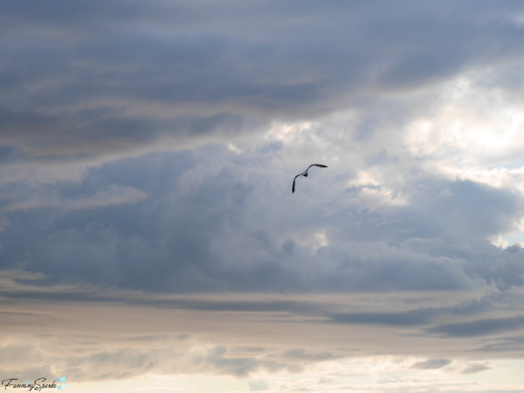 Seagull in Dramatic Sky Near Twillingate Newfoundland   @FanningSparks   