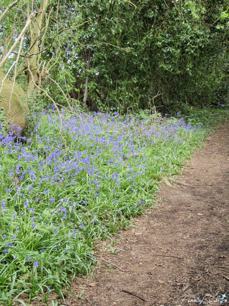 Swathes of English Bluebells in Cranbrook UK   @FanningSparks