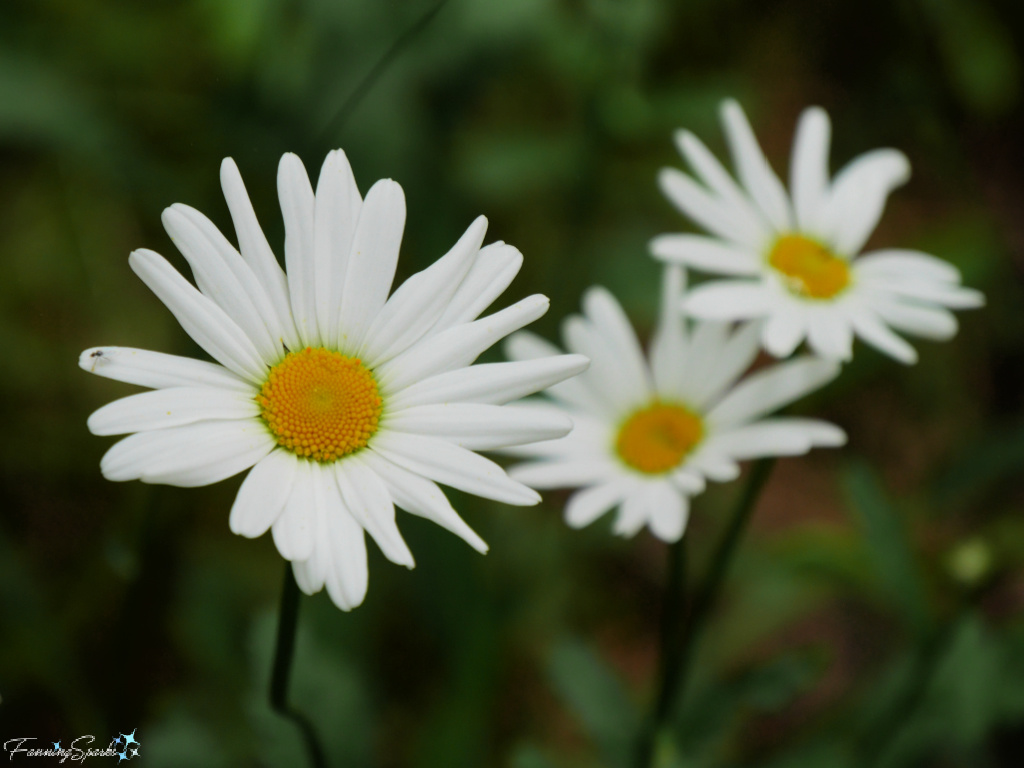 Trio of Daisies in Full Bloom   @FanningSparks