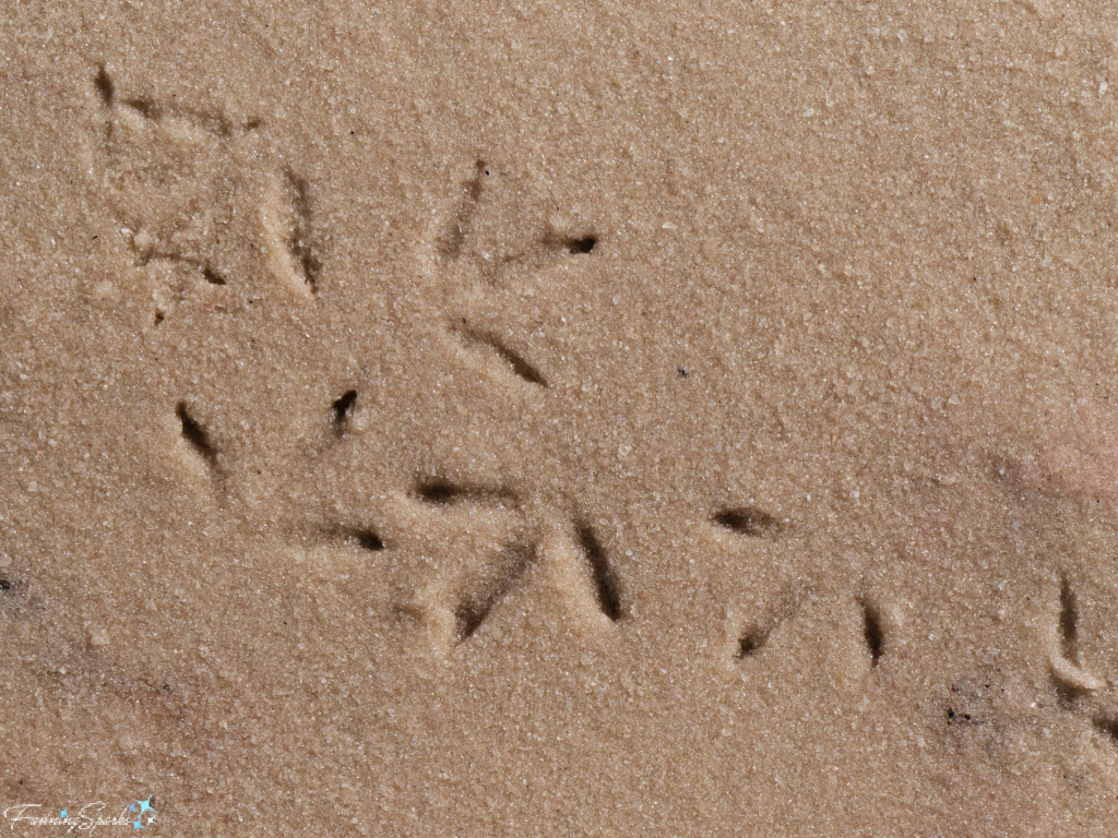 Bird Tracks in Sand   @FanningSparks