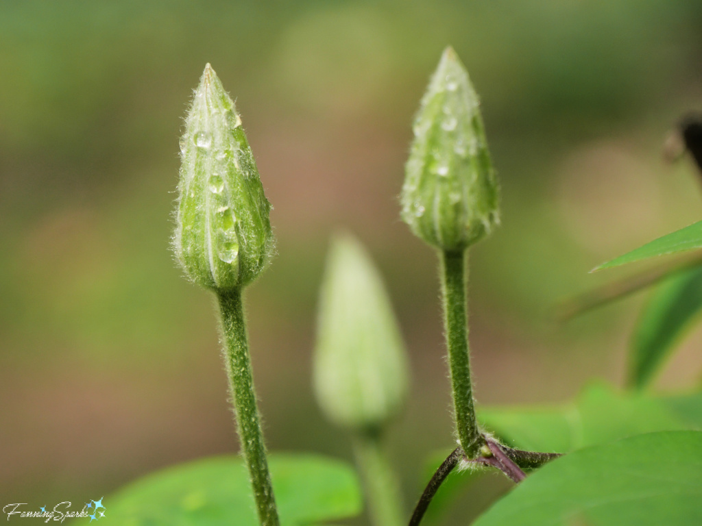 Clematis Flower Buds After Rain   @FanningSparks