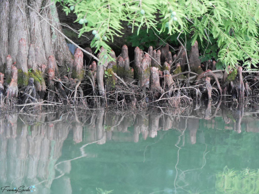 Cypress Knees Reflected in Green Water   @FanningSparks