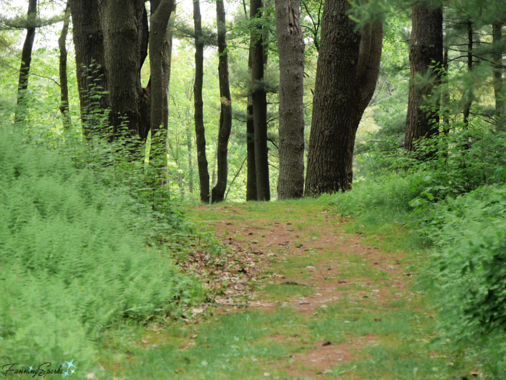 Forest Path in Innisfree Gardens in Millbrook NY   @FanningSparks