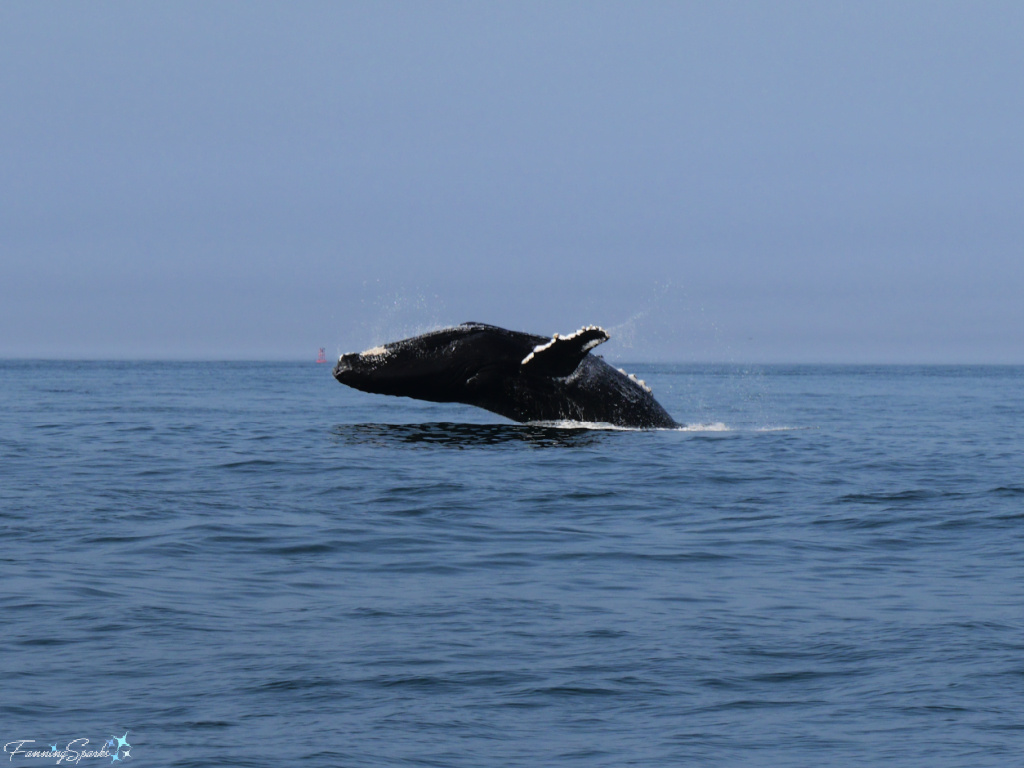 Humpback Whale Breaching Near Nova Scotia  @FanningSparks