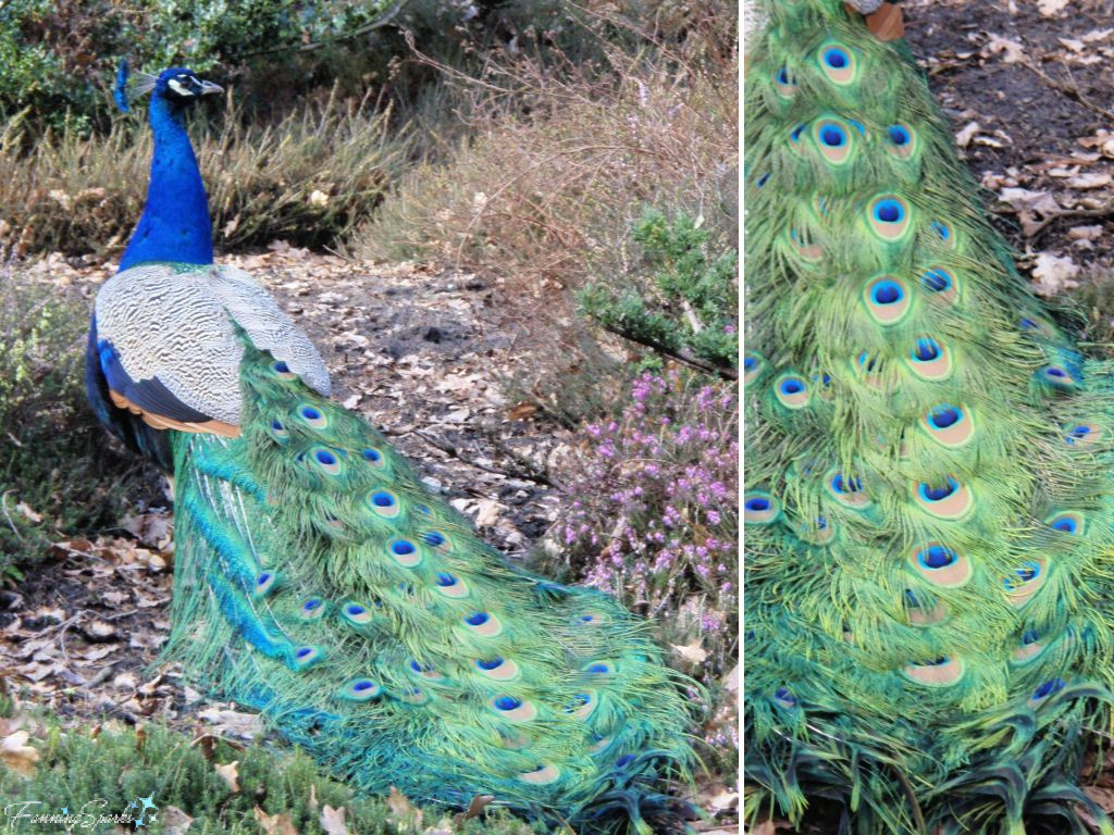 Indian Peafowl (Pavo cristatus) Collage   @FanningSparks