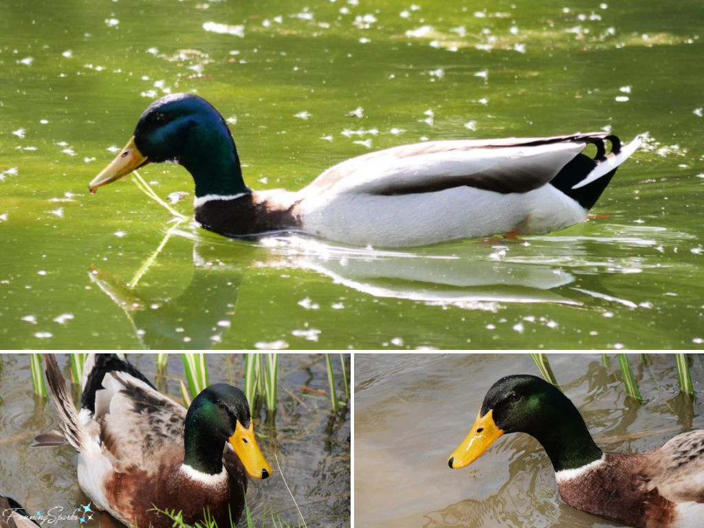 Male Mallard Duck (Anas platyrhynchos) Collage   @FanningSparks