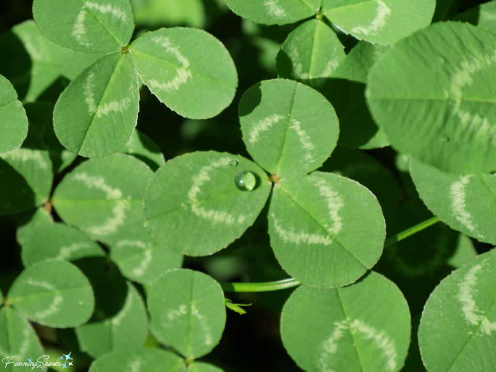Patch of Fresh Clover with Raindrop   @FanningSparks