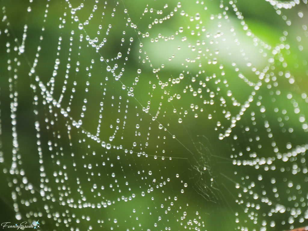 Raindrops Form Jewels on Spider Web   @FanningSparks 