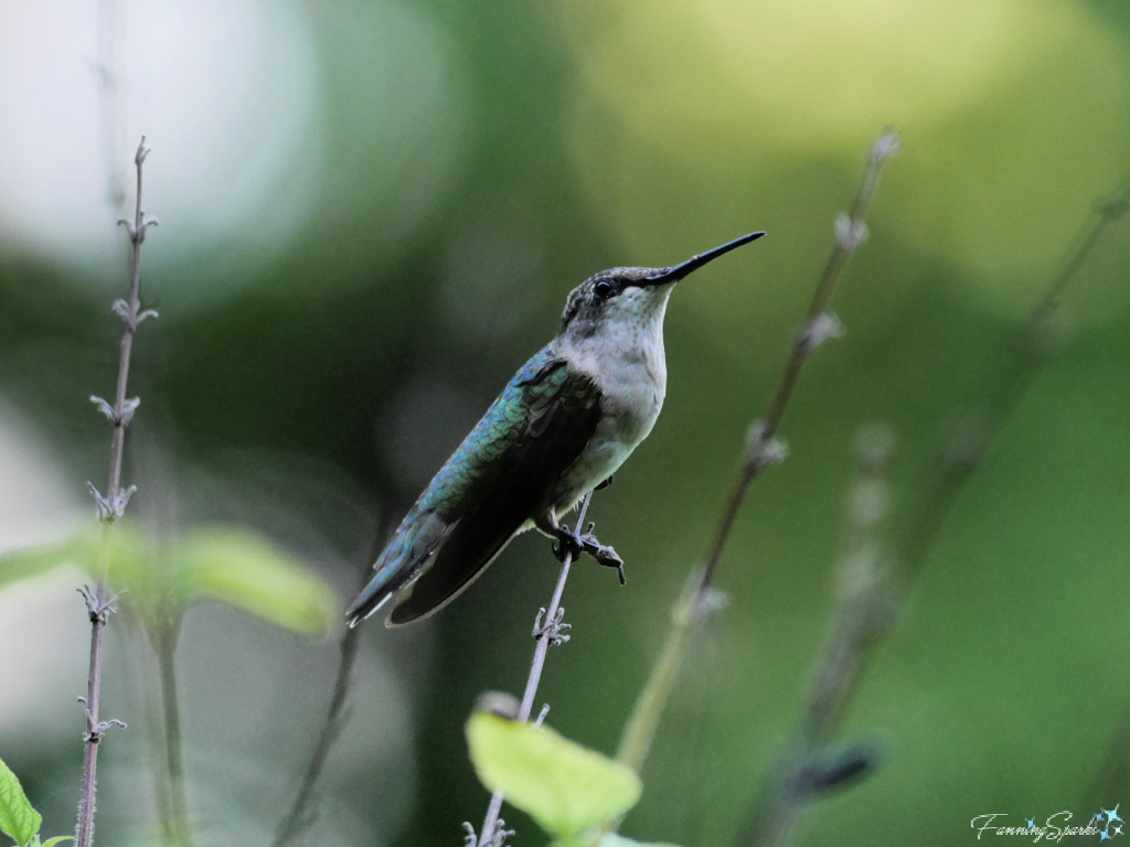 Ruby-throated Hummingbird (Archilochus colubris)   @FanningSparks