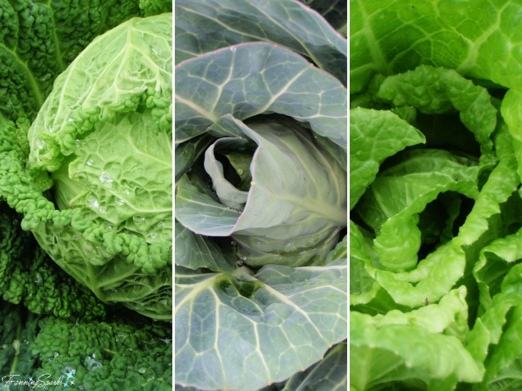 Three Mature Cabbages in Community Gardens in Georgia   @FanningSparks