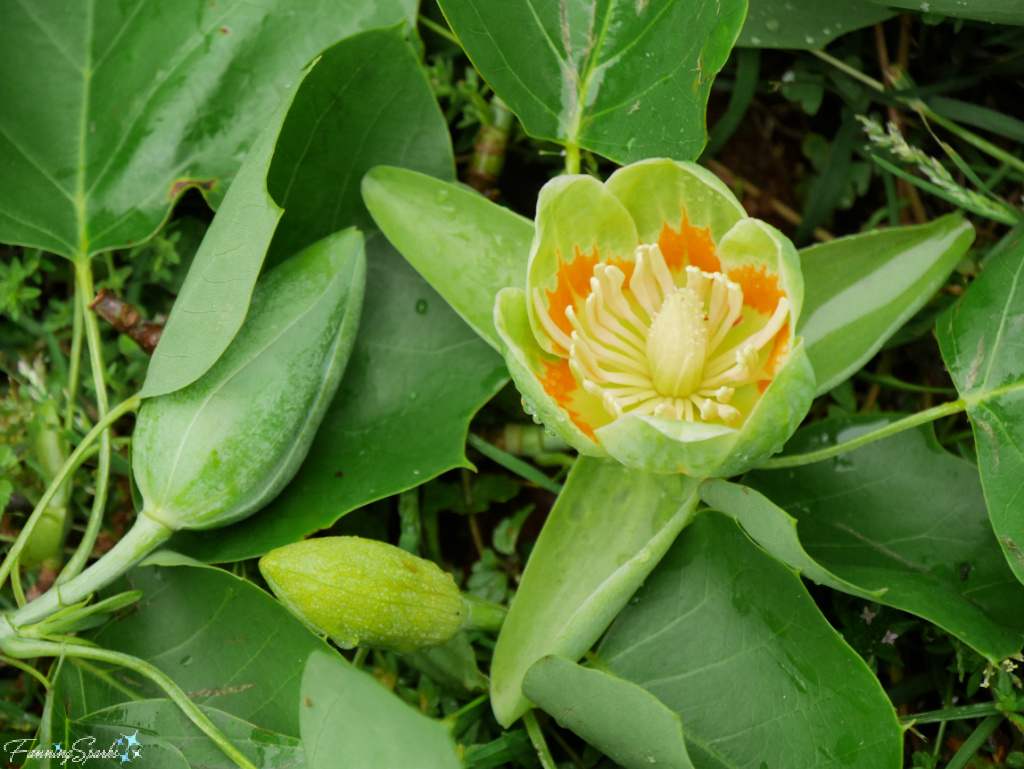 Tulip Tree (Liriodendron) Bloom   @FanningSparks