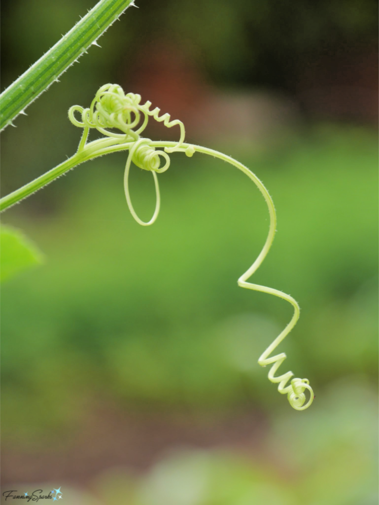 Twisting Vine   @FanningSparks