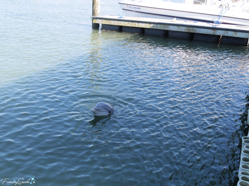 Wild Bottlenose Dolphin Beside Dock 027   @FanningSparks