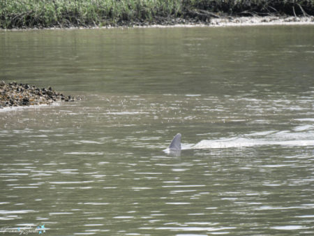 In Search Of Wild Bottlenose Dolphins – FanningSparks