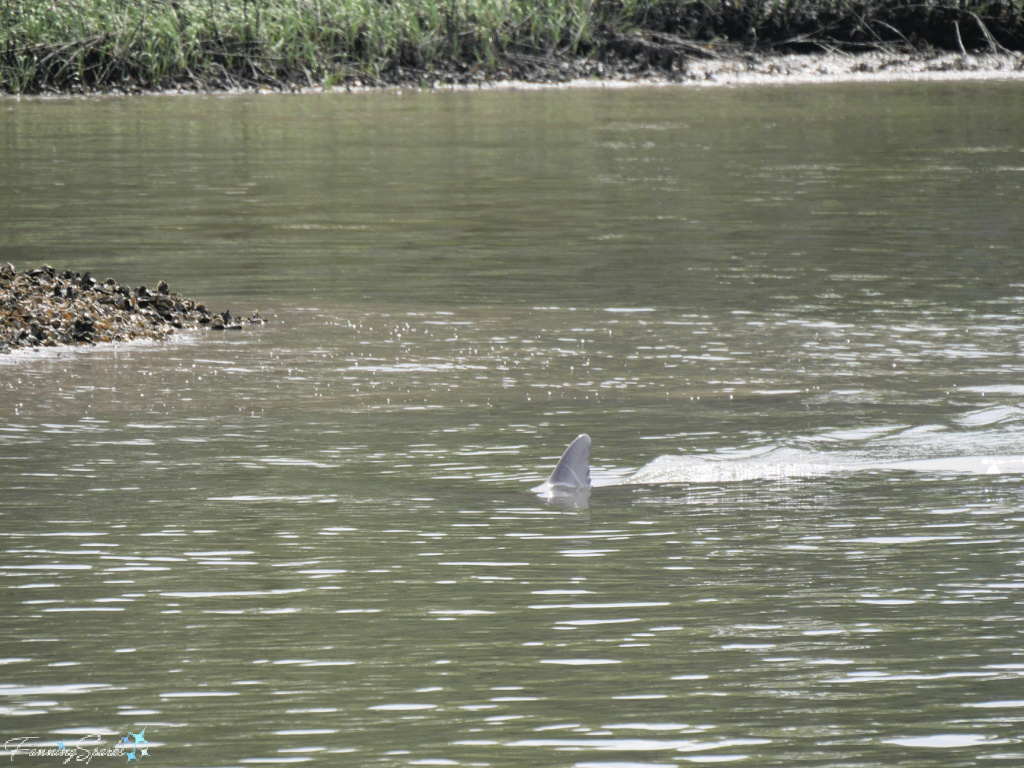 Wild Bottlenose Dolphin Dorsal Fin Showing 602   @FanningSparks