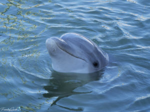 In Search Of Wild Bottlenose Dolphins – FanningSparks